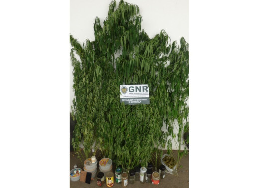 Mirandela – Detido por tráfico de estupefacientes