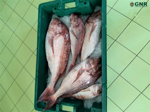 Foto de Funchal – Apreensão de 16 quilos de pescado por venda ilegal