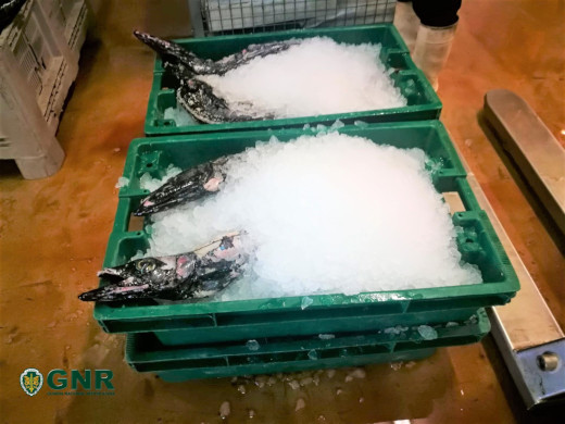 Foto de Funchal – Apreensão de 66 quilos de pescado por fuga à lota