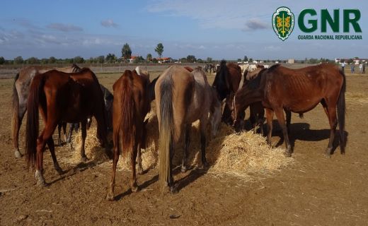 Foto de Aljustrel – Apreendidos 104 cavalos em exploração pecuária