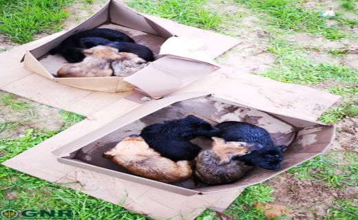 Foto de Samora Correia – Resgate de oito crias na estrada nacional