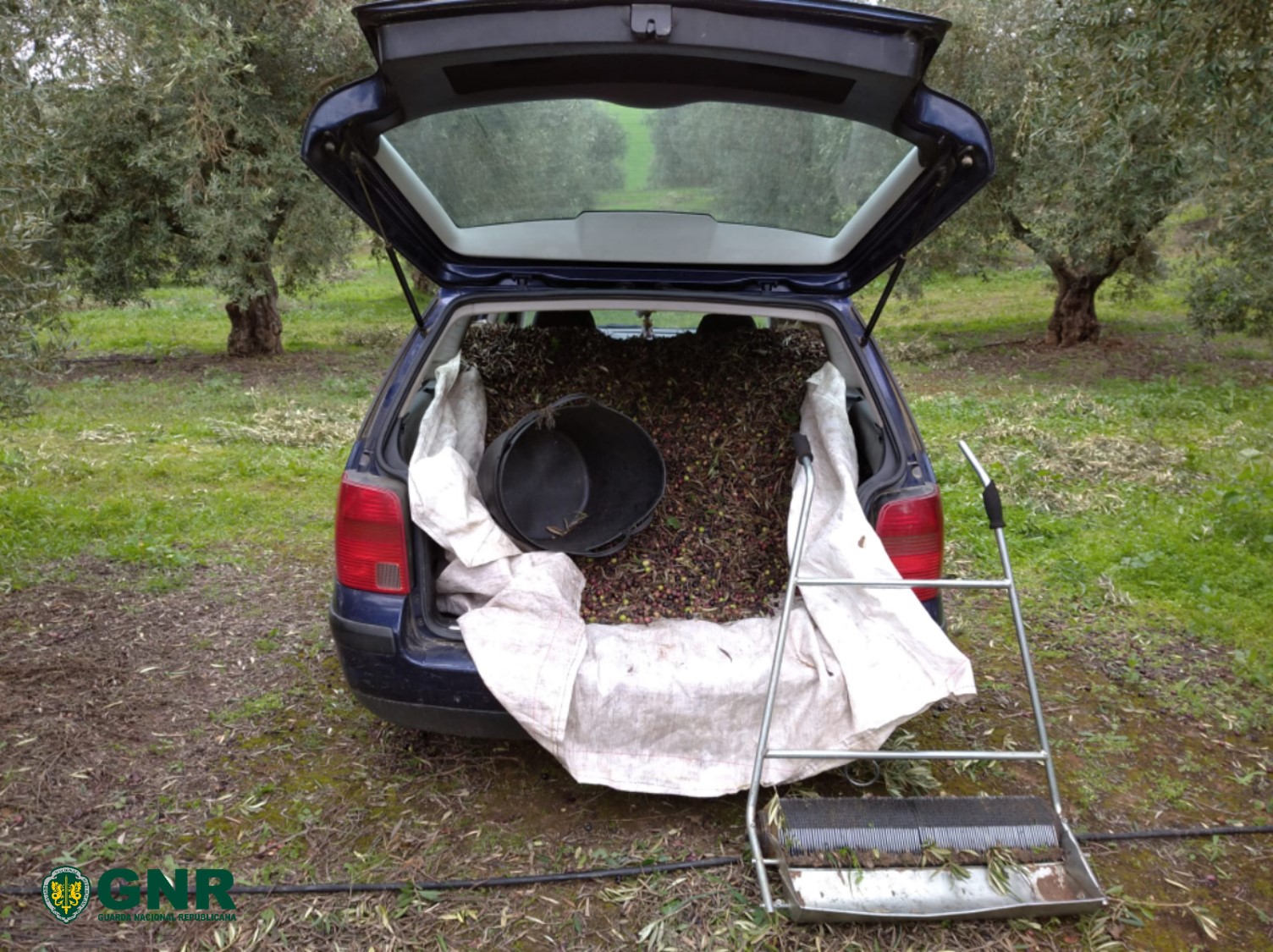 Foto de Serpa – Seis detidos por furto de 700 quilos de azeitona