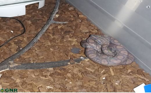 Foto de Viseu –  Apreensão de 15 serpentes mantidas em cativeiro