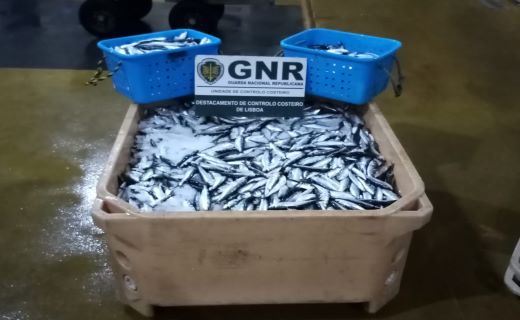 Foto de Sesimbra - Apreensão de 200 quilos de sardinha capturada ilegalmente