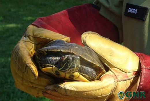Foto de Trofa – Recuperação de tartaruga de orelhas vermelhas