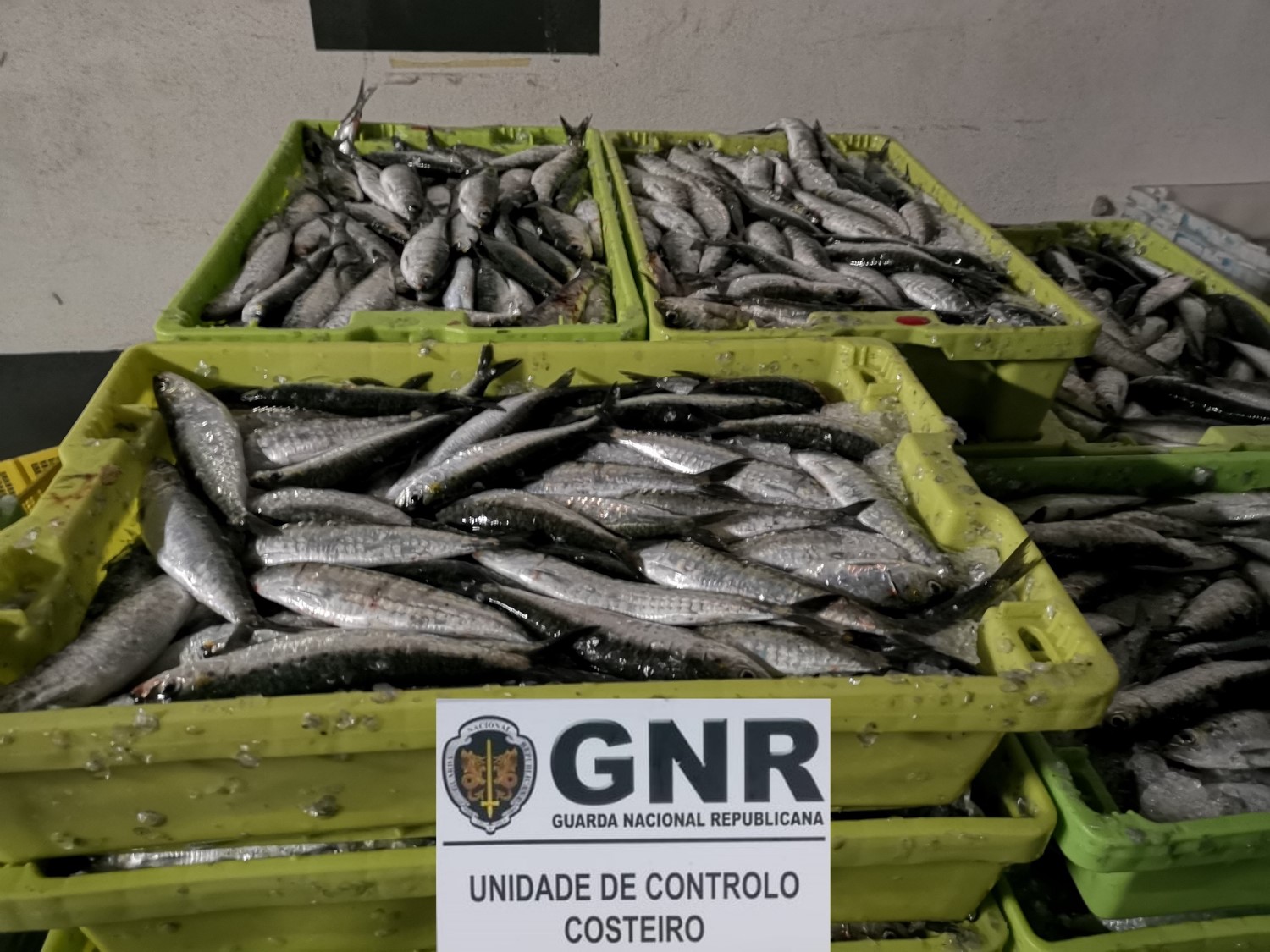Foto de Matosinhos – Apreensão e doação de quatro toneladas e meia de sardinha