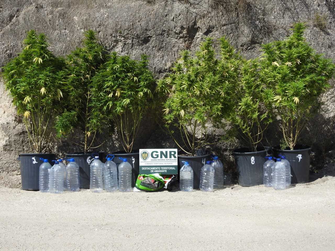 Foto de Marco de Canaveses – Apreensão de plantação de cannabis