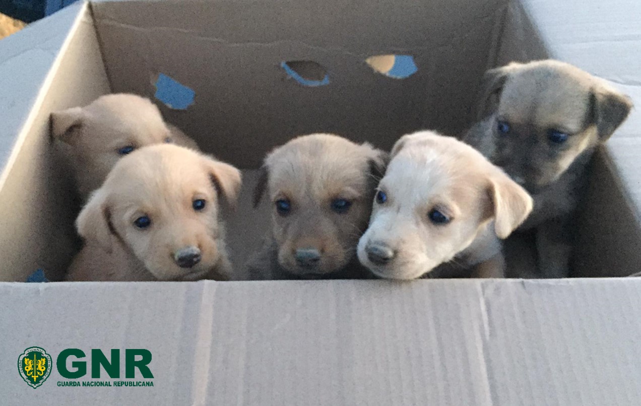 Foto de Torre de Moncorvo – Resgate de sete cães bebés