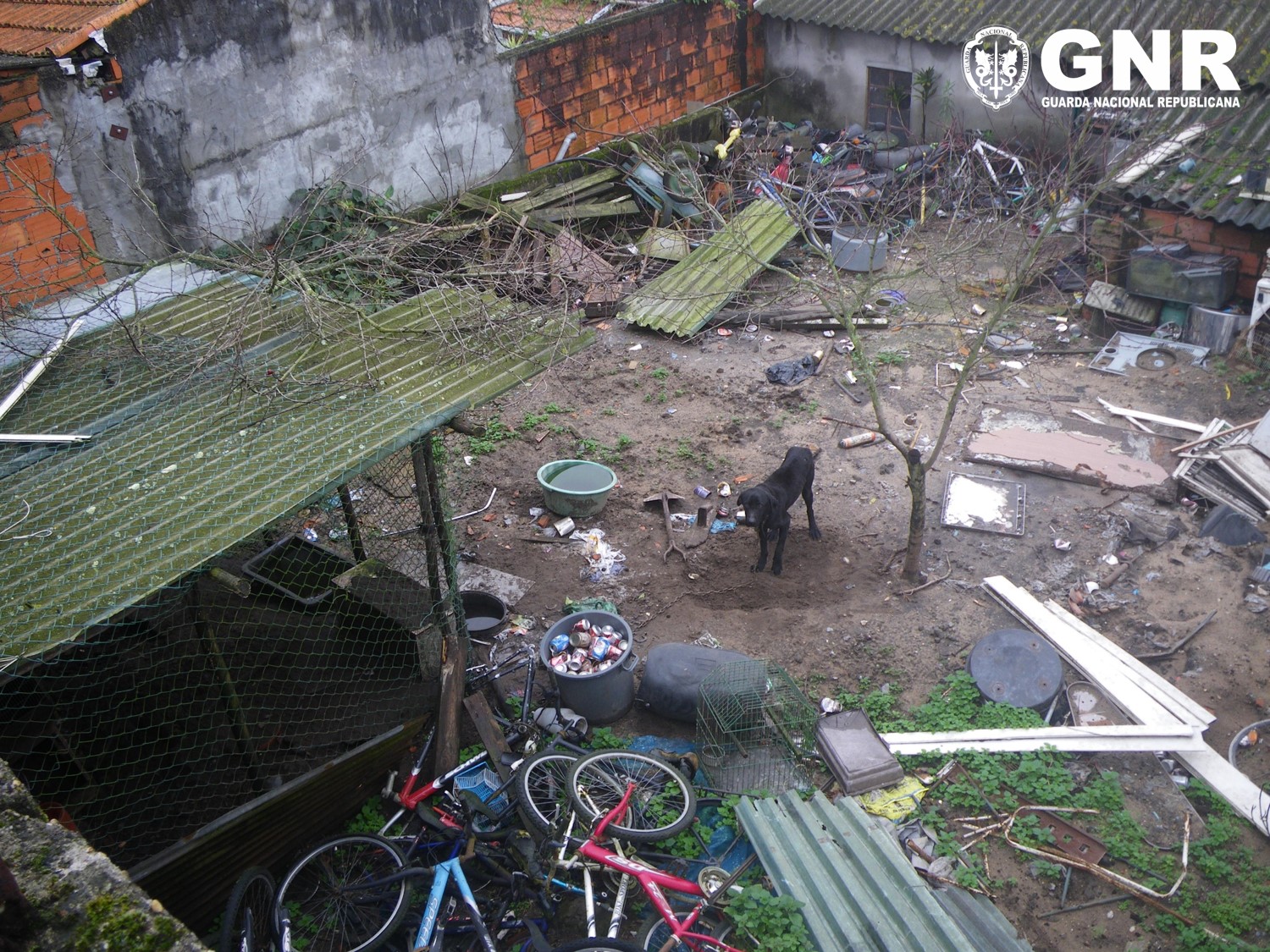 Foto de Ovar – Resgate de cão por maus-tratos