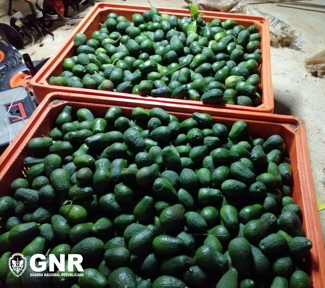 Foto de Silves – Detido em flagrante por furto de meia tonelada de abacates