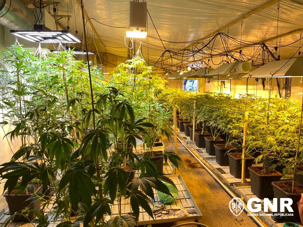 Foto de Coruche – Desmantelada grande plantação de canábis