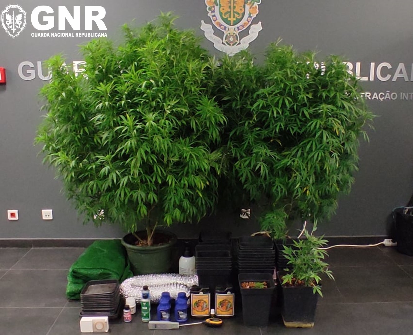 Foto de Castelo Branco – Apreensão de plantas de canábis