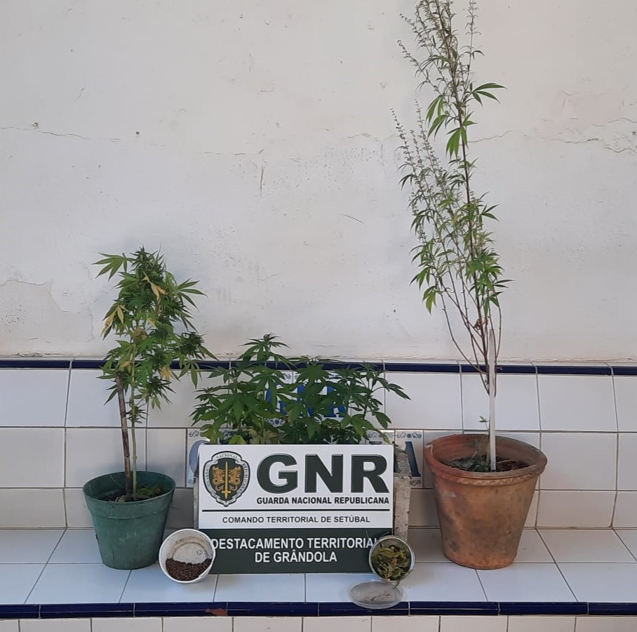 Foto de Grândola – Detido por cultivo de canábis