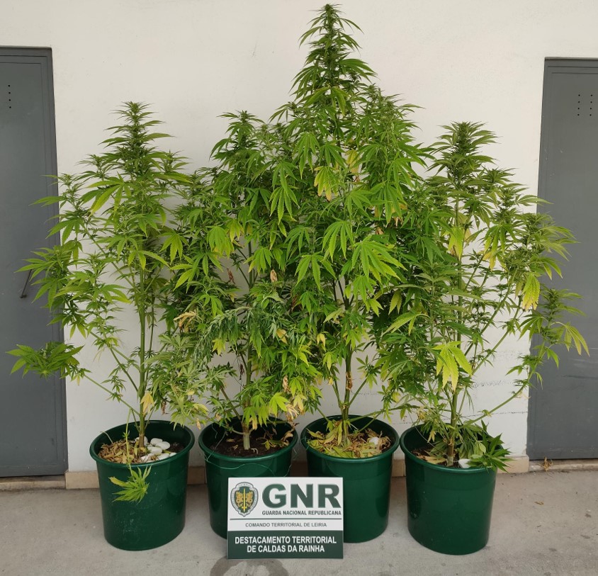 Foto de Nazaré – Detidos por cultivo de canábis