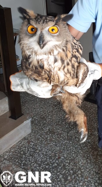 Foto de Canha – Recuperação de bufo real