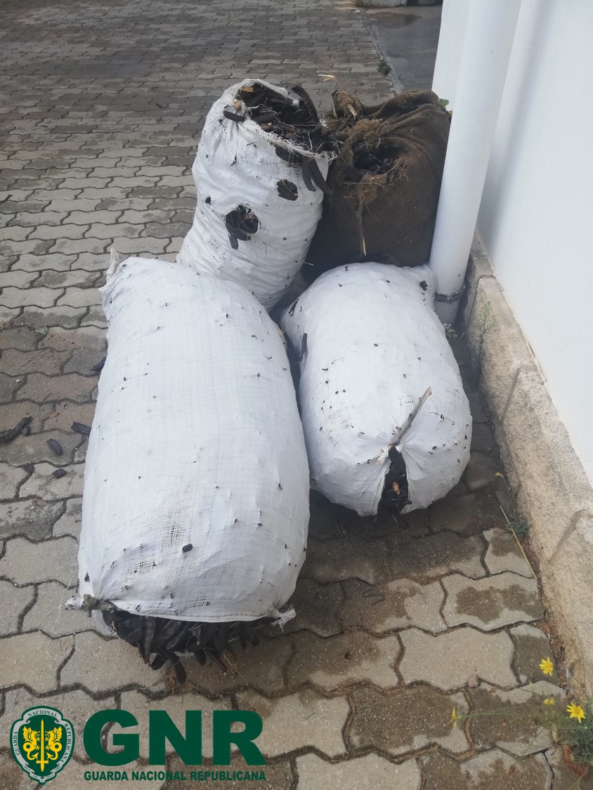 Foto de Tavira – Apreensão de 120 quilos de alfarroba