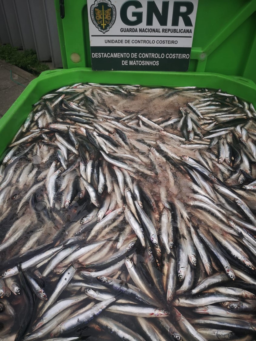 Foto de Matosinhos – Apreensão de mais de duas toneladas de biqueirão