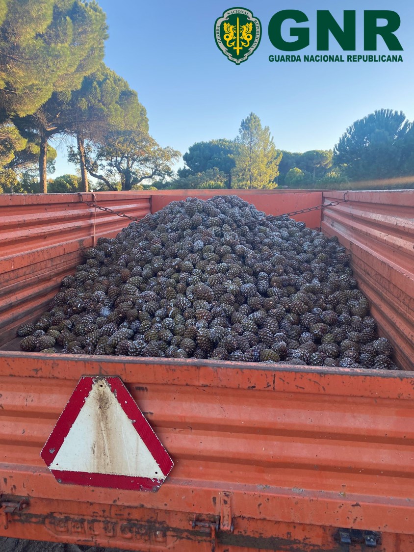 Foto de Coruche – Apreensão de mais de duas toneladas e meia de pinhas