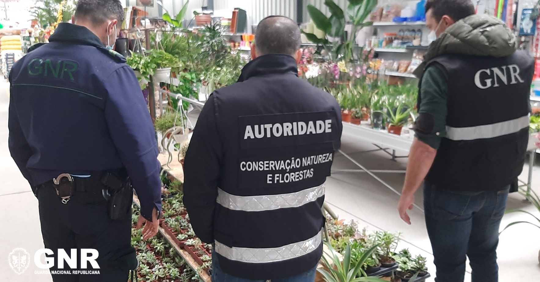 Foto de Porto – Fiscalização em estabelecimentos de espécimes de flora