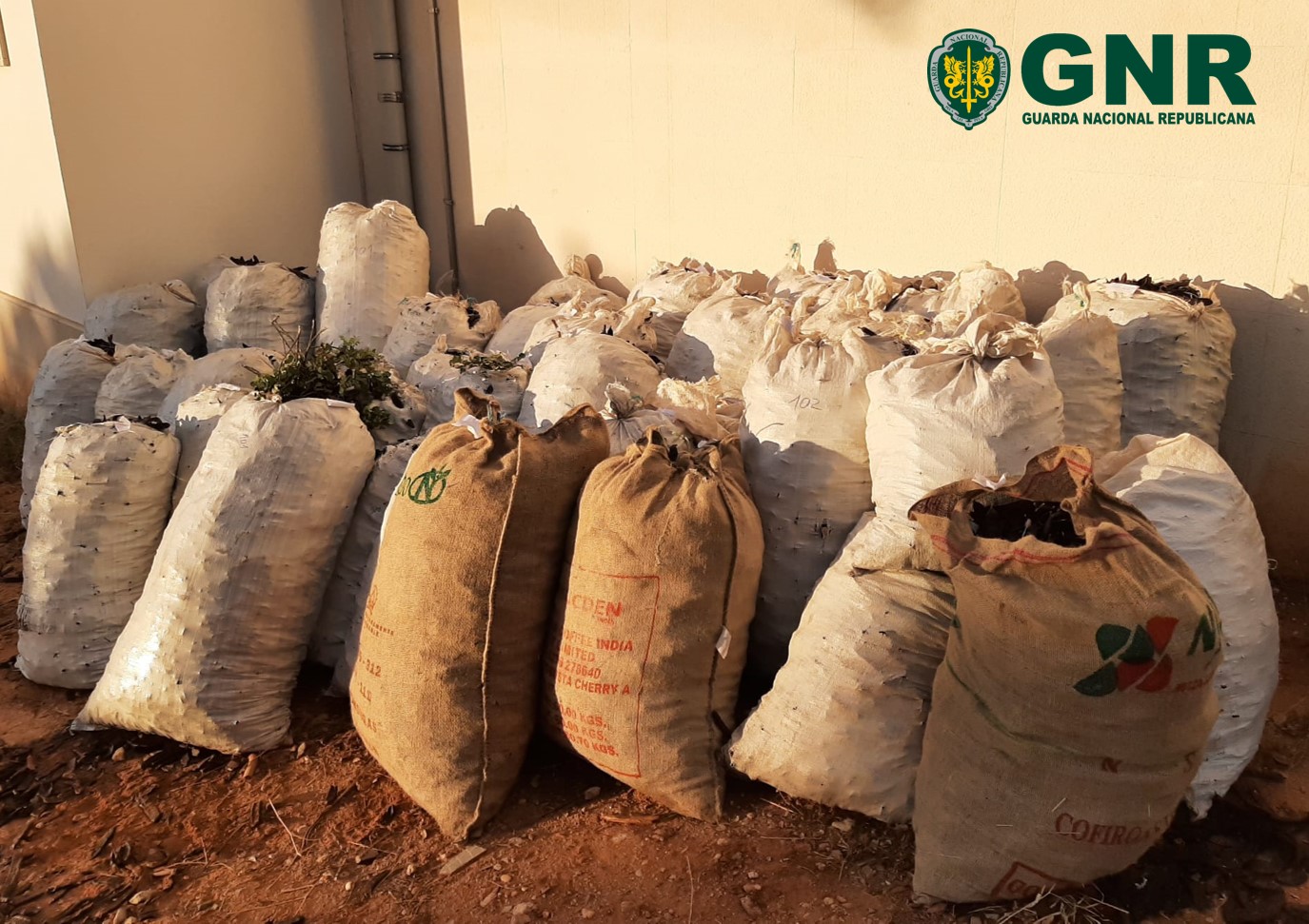 Almancil – Apreensão de 1 350 quilos de alfarroba