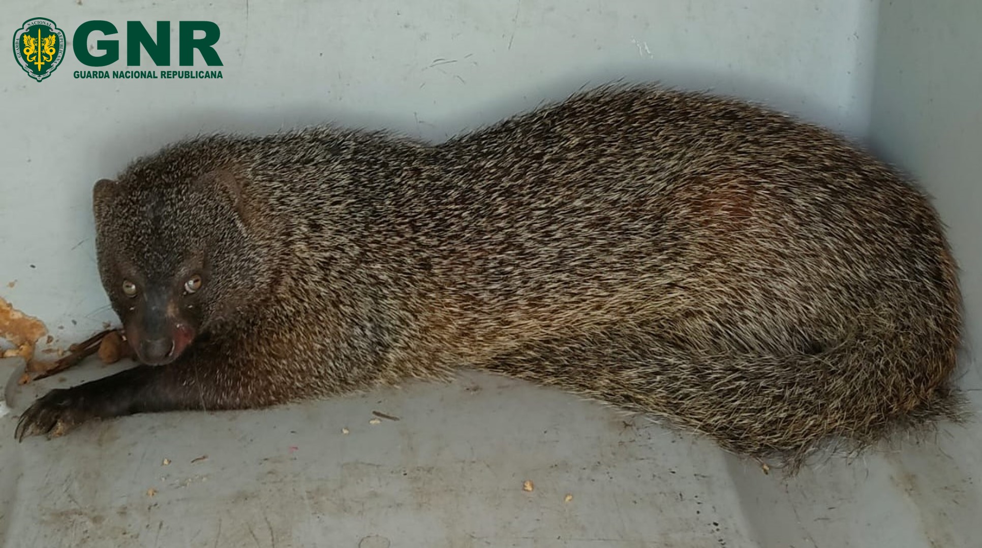 Sintra – Recolha de saca-rabos