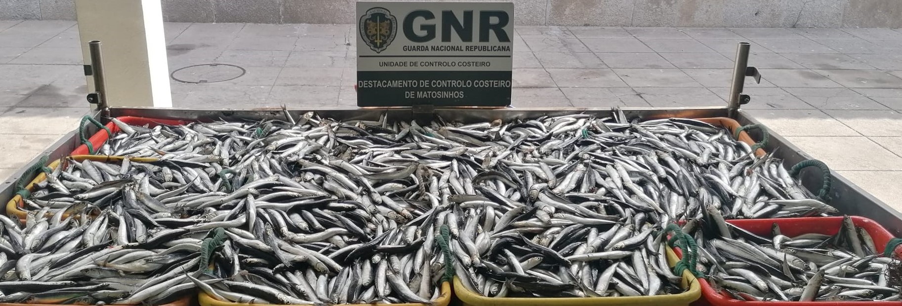 Foto de Matosinhos - Apreensão de mais de uma tonelada de biqueirão