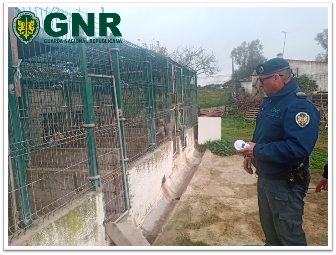 Foto de Beja – Detetadas 70 infrações em fiscalização a 974 canídeos e 42 canis


