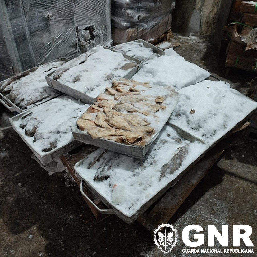 Foto de Ílhavo – Apreensão de mais de 110 toneladas de pescado impróprio para consumo