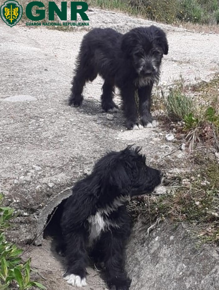 Foto de Fundão – Identificada por abandono de animais de companhia