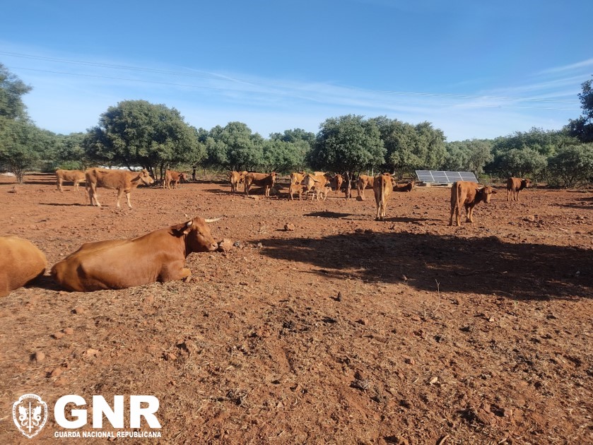 Foto de Estremoz – Fiscalização de exploração com animais mortos