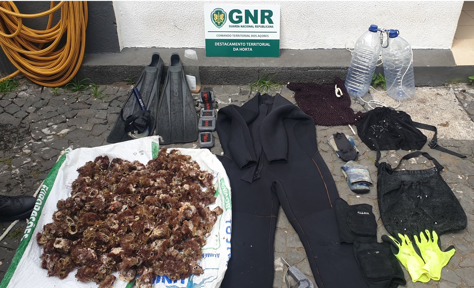 Foto de Ilha do Pico – Apreensão de cerca de mil bicos de cracas