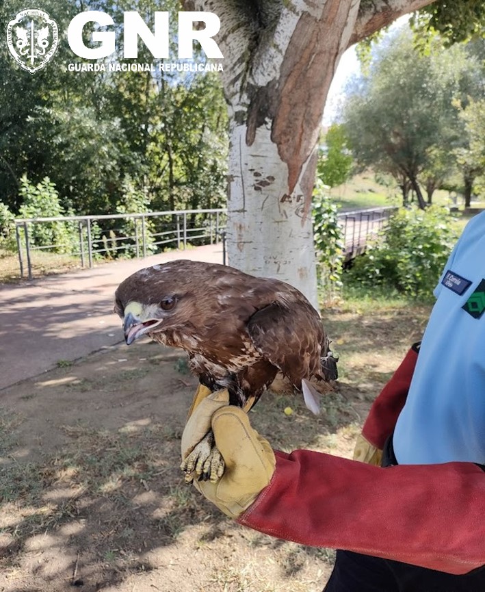 Foto de Peso da Régua – Resgate de águia de asa redonda