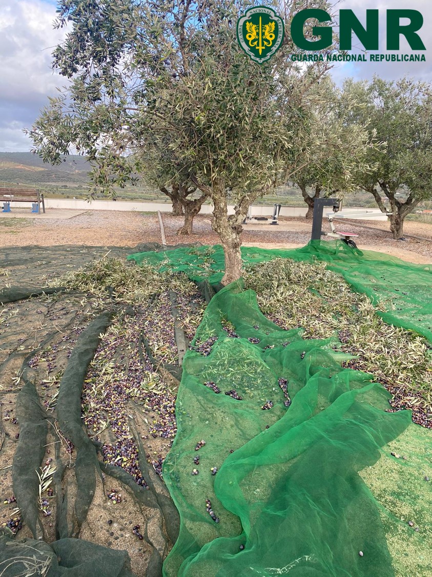 Foto de Vidigueira – Dois detidos por furto de 104 quilos de azeitona