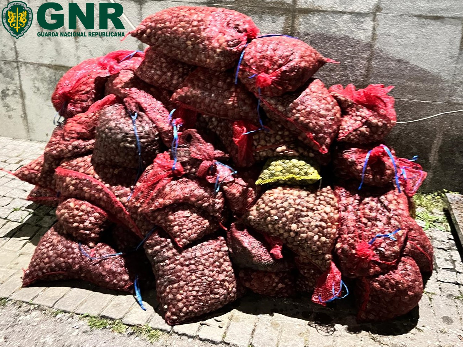 Foto de Alcochete - Apreensão de mais de 800 quilos de Amêijoa Japonesa