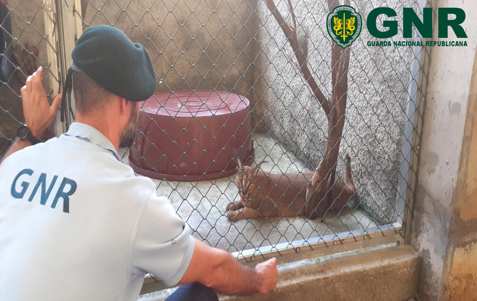 Foto de Funchal – Apreensão de lince do deserto em cativeiro