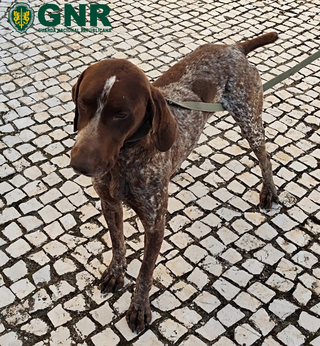 Foto de Estremoz – Recuperação de canídeo desaparecido