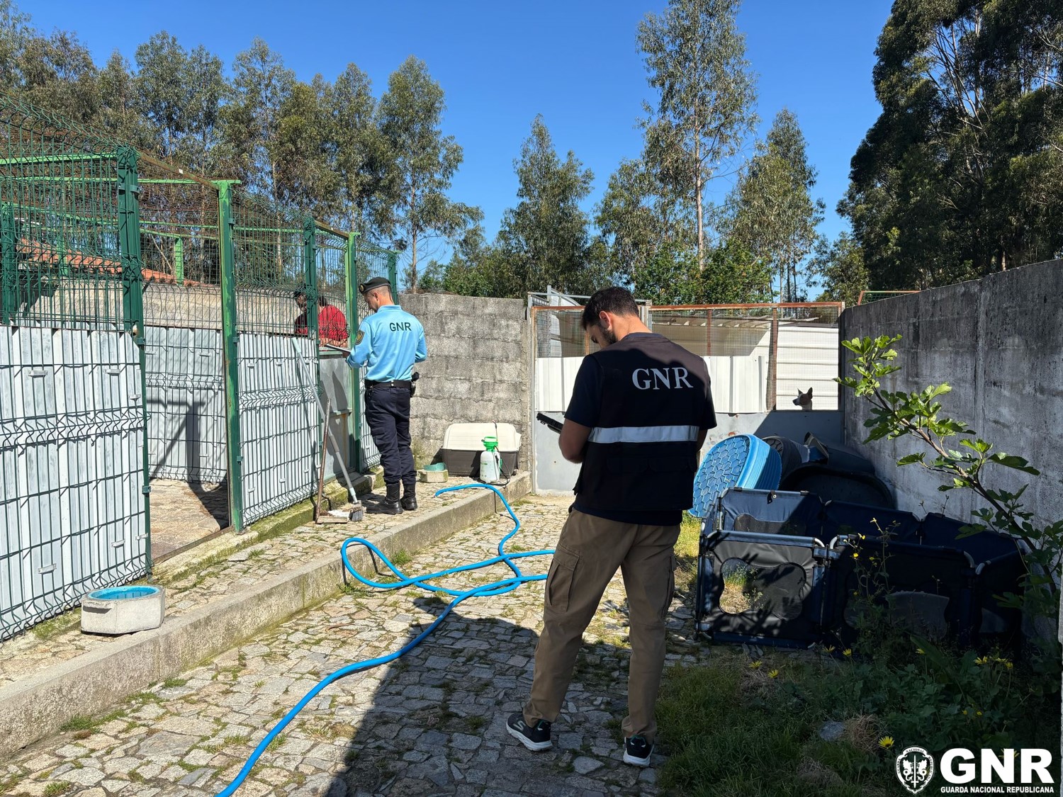 Braga – Arguidos por falsificação de documentos e por falsidade informática em processo de exportação de animais de companhia para o estrangeiro