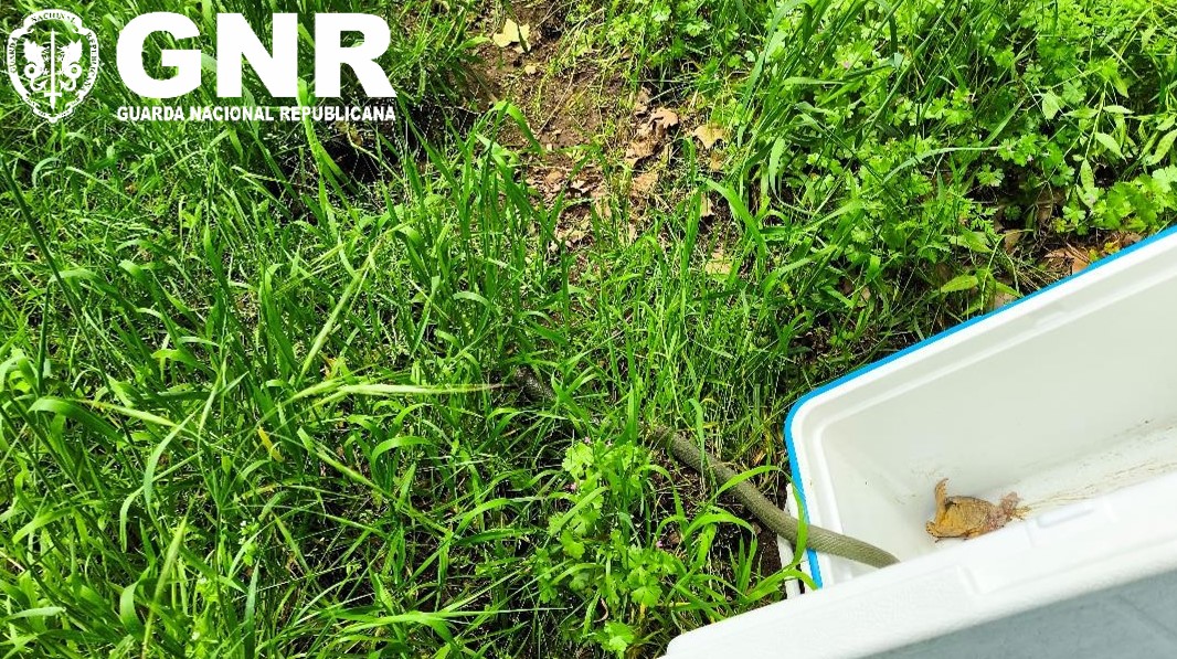 Foto de Seia – Recolha de cobra