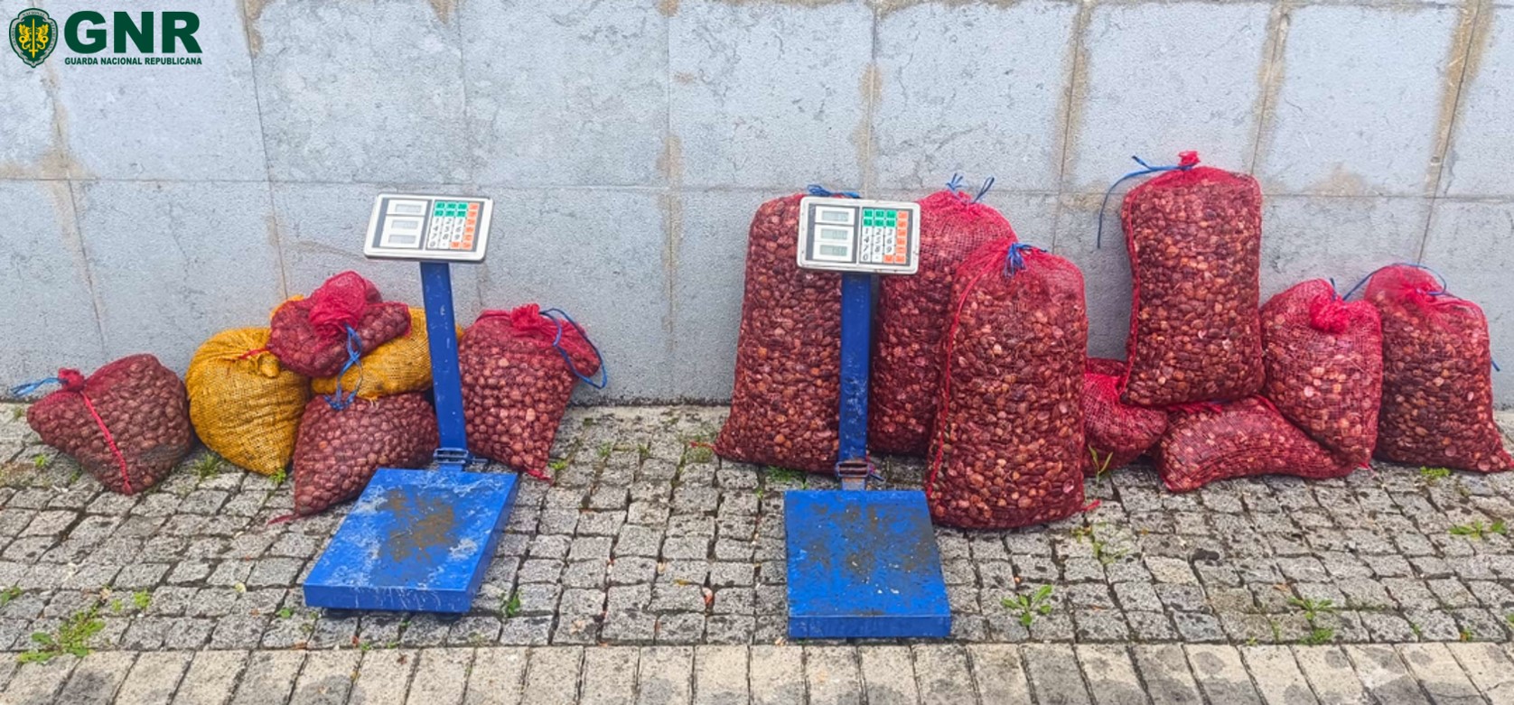 Alcochete – Um detido por desobediência e apreensão de mais de 270 quilos de amêijoa-japonesa