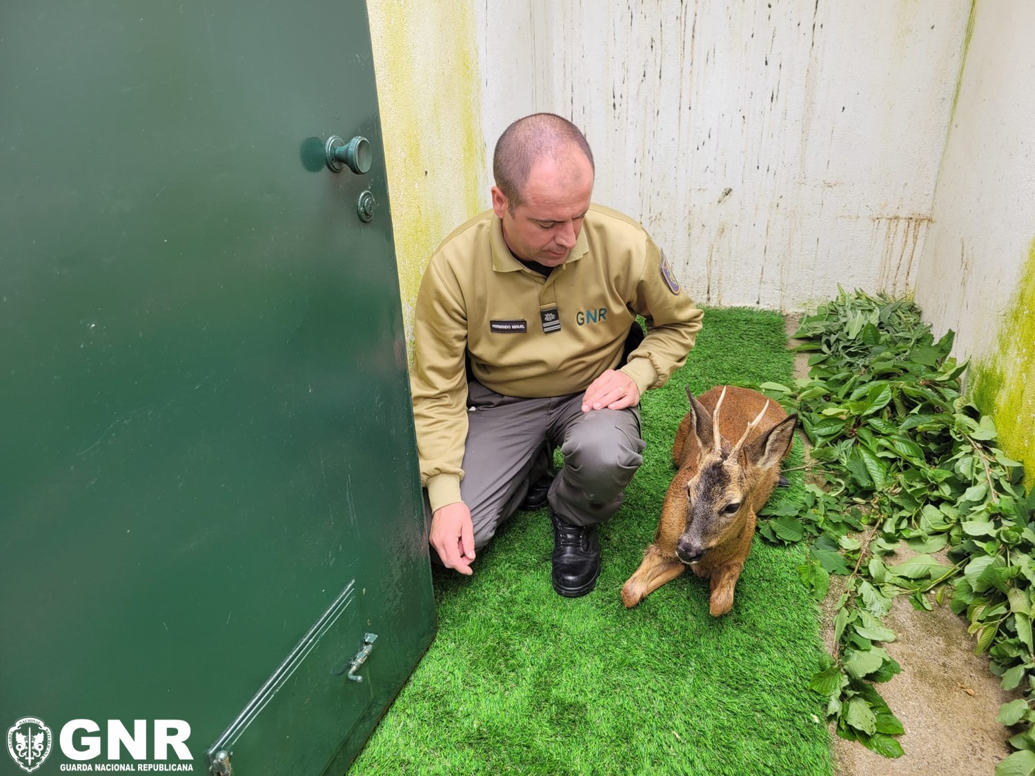 Foto de Sabugal – Resgate de corço debilitado