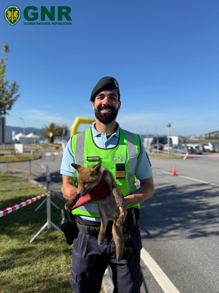Foto de Caminha – Recolha de raposa juvenil
