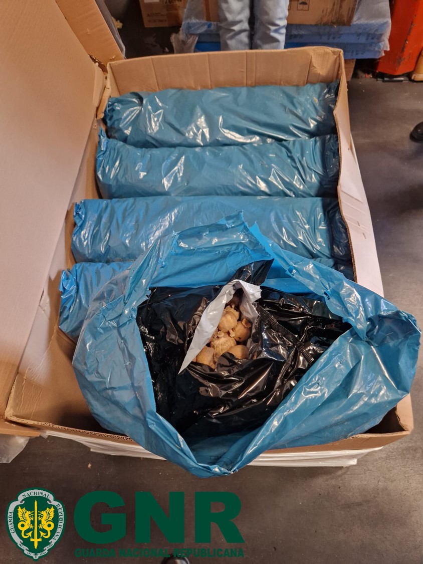 Vialonga – Apreensão de 640 quilos de papoila seca