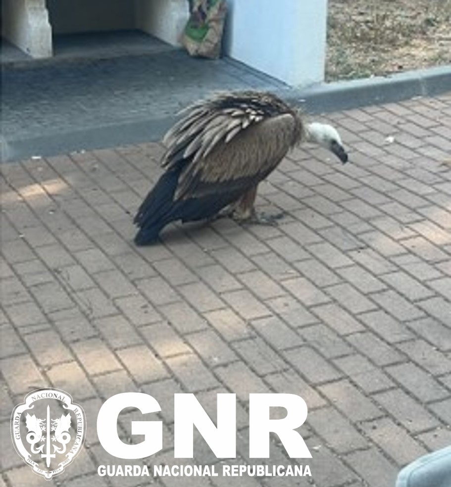 Proença-a-Nova – Recolha de grifo juvenil