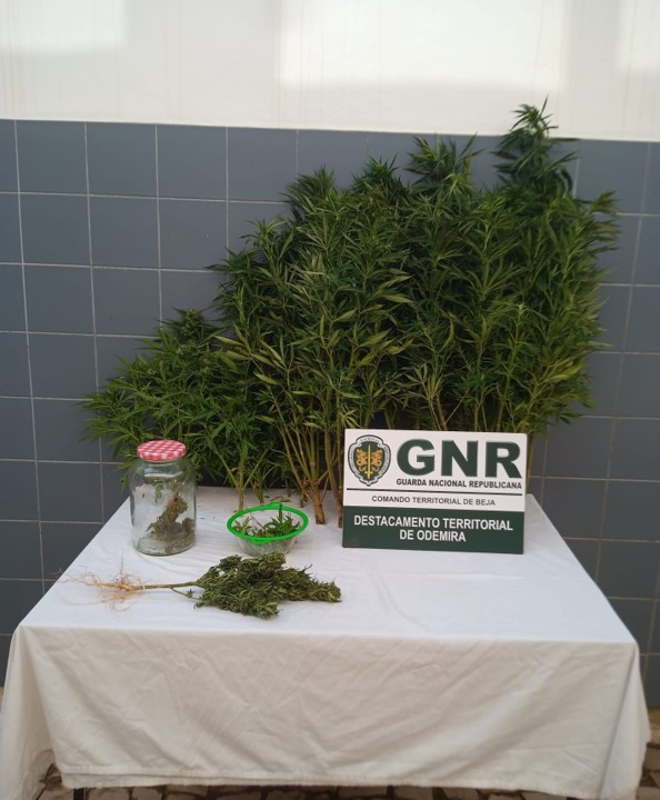 Odemira -  Detido por cultivo e tráfico de estupefacientes