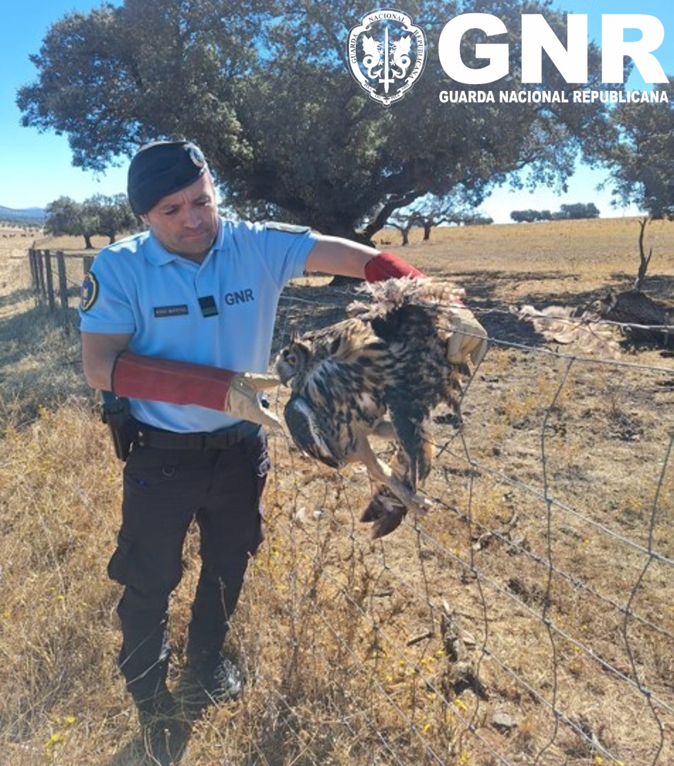 Portalegre – Recuperação de bufo-real