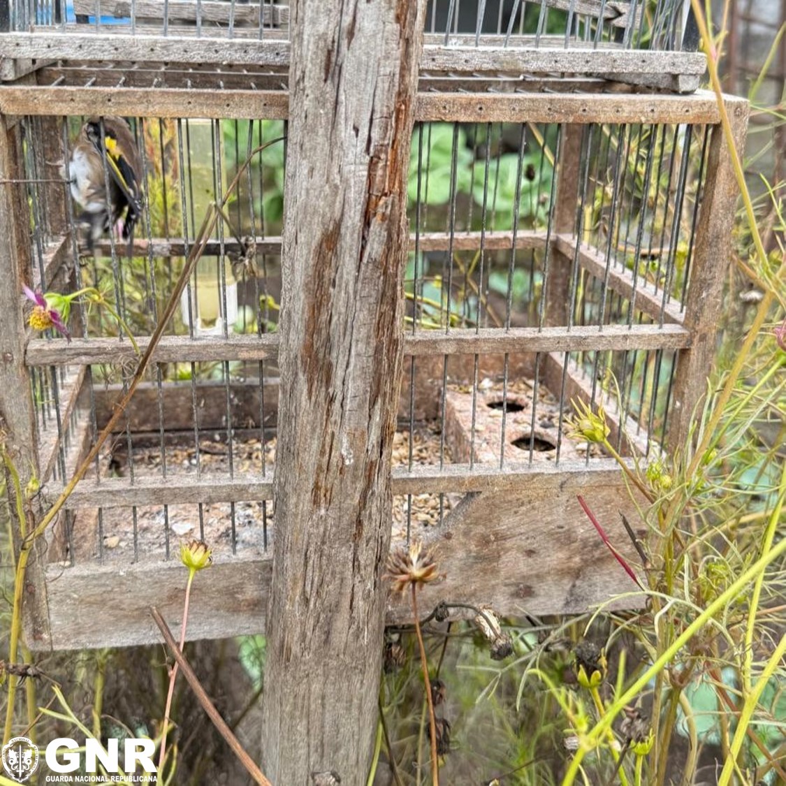 Maia – Detido por crime de dano contra a natureza