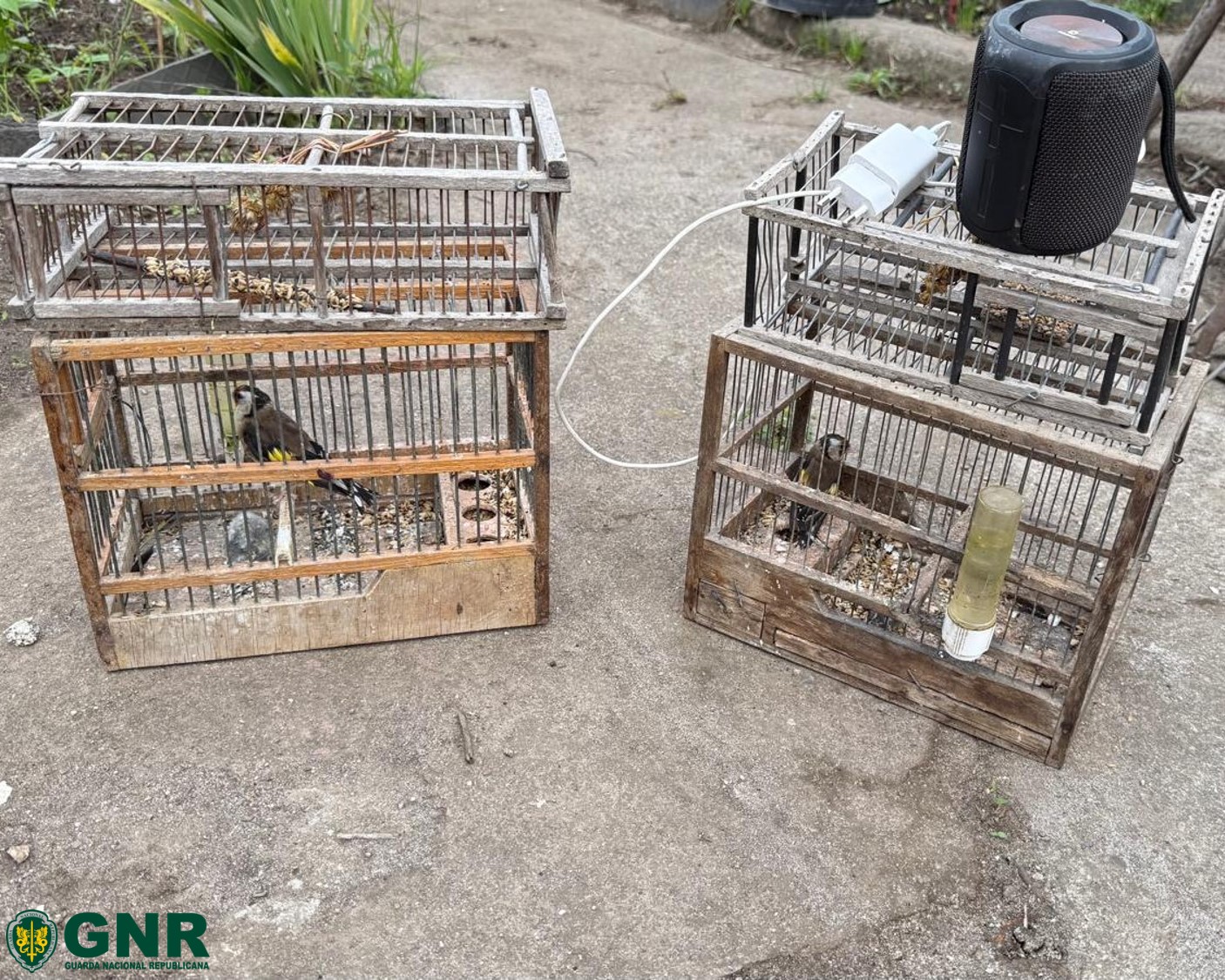 Matosinhos – Detido por crime de danos contra a natureza