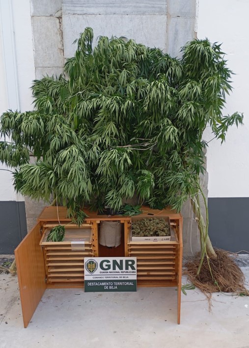 Alvito – Detido por cultivo de canábis