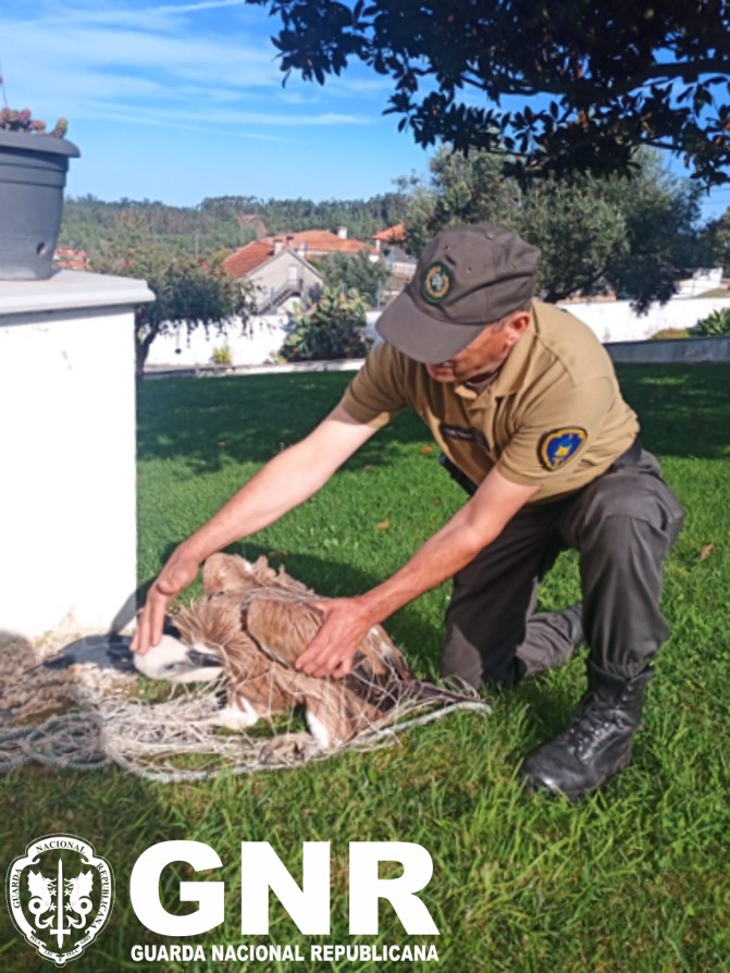 Pombal  – Recuperação de Grifo