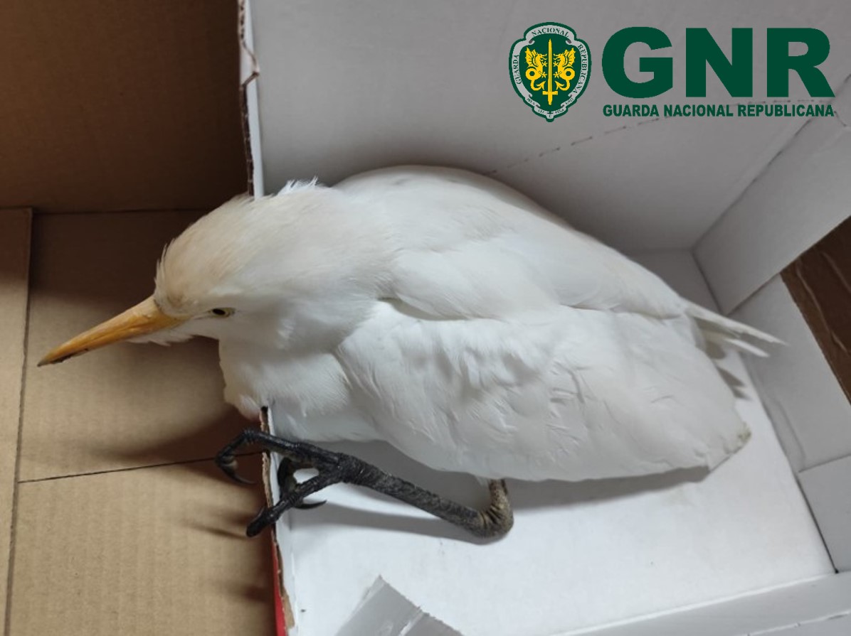 Covilhã – Recolha de carraceira-ocidental